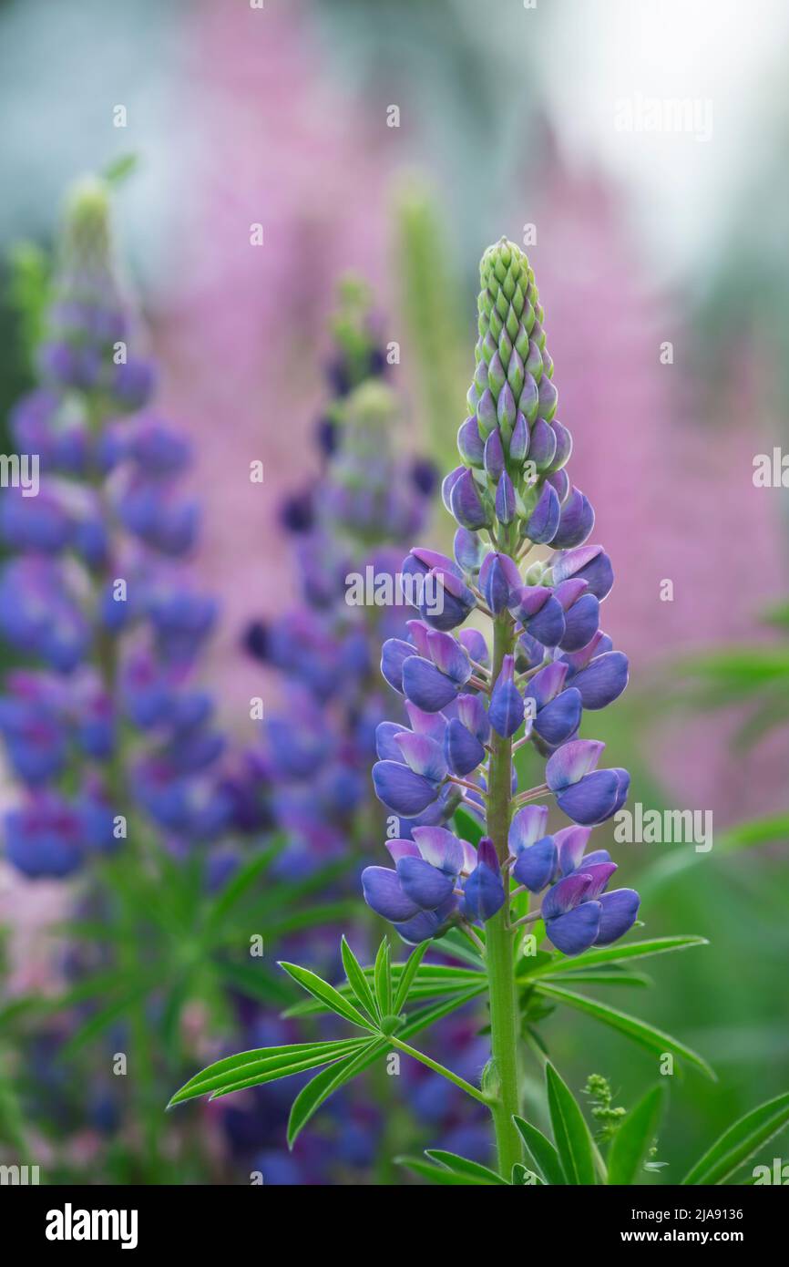 Blossoming lupin, this plant is invasive Stock Photo