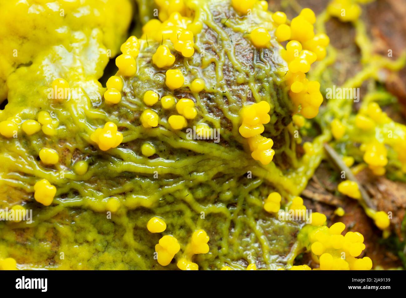 Slime mold, Myxomycota growing on leaf Stock Photo