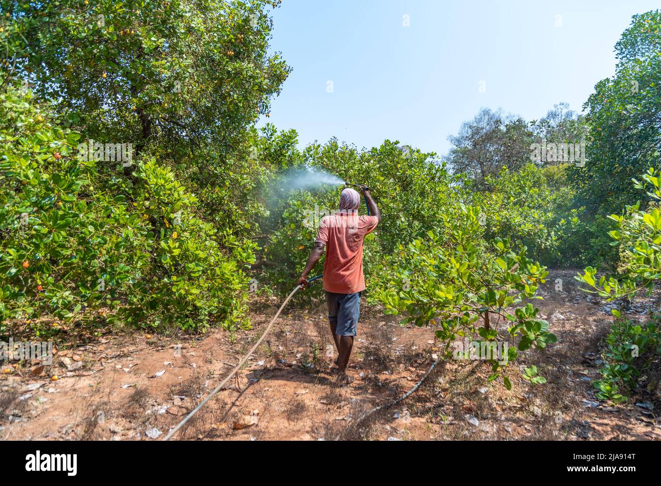 Cashew nut tree spraying pesticides Agriculture Land Stock Photo