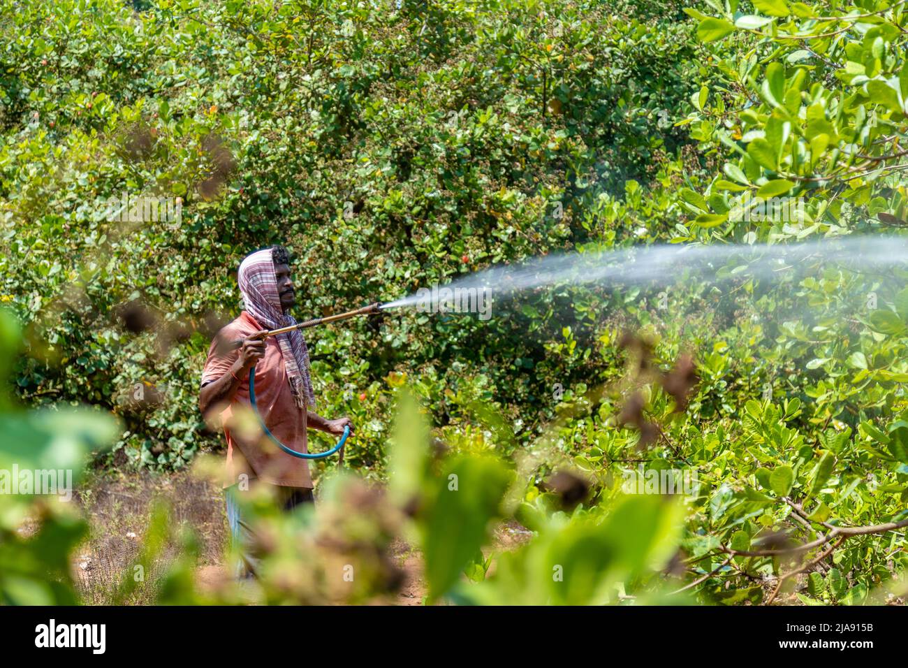 Cashew nut tree spraying pesticides Agriculture Land Stock Photo
