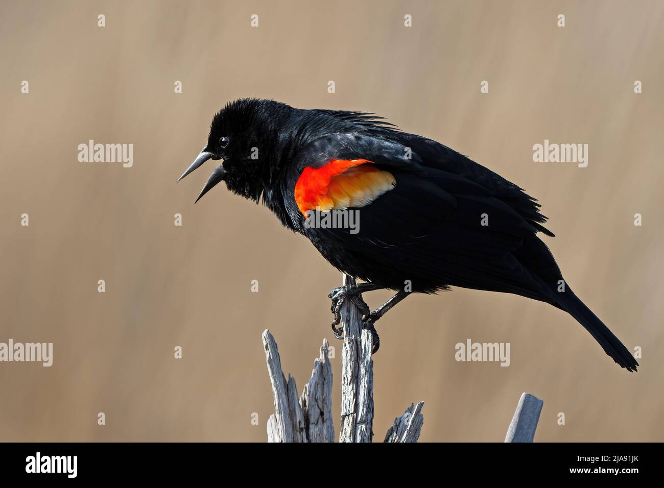 A Red-winged Blackbird Standing on a Dead Tree Stock Photo