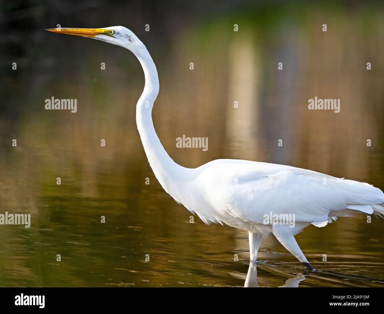 Great Egret Hunting in the Marsh Stock Photo