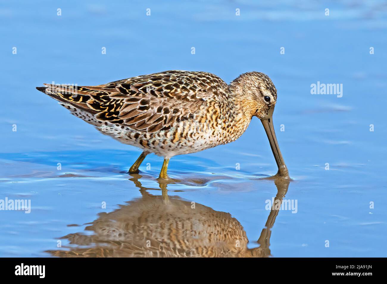 Short-Billed Dowitcher Feeding in the Marsh Stock Photo