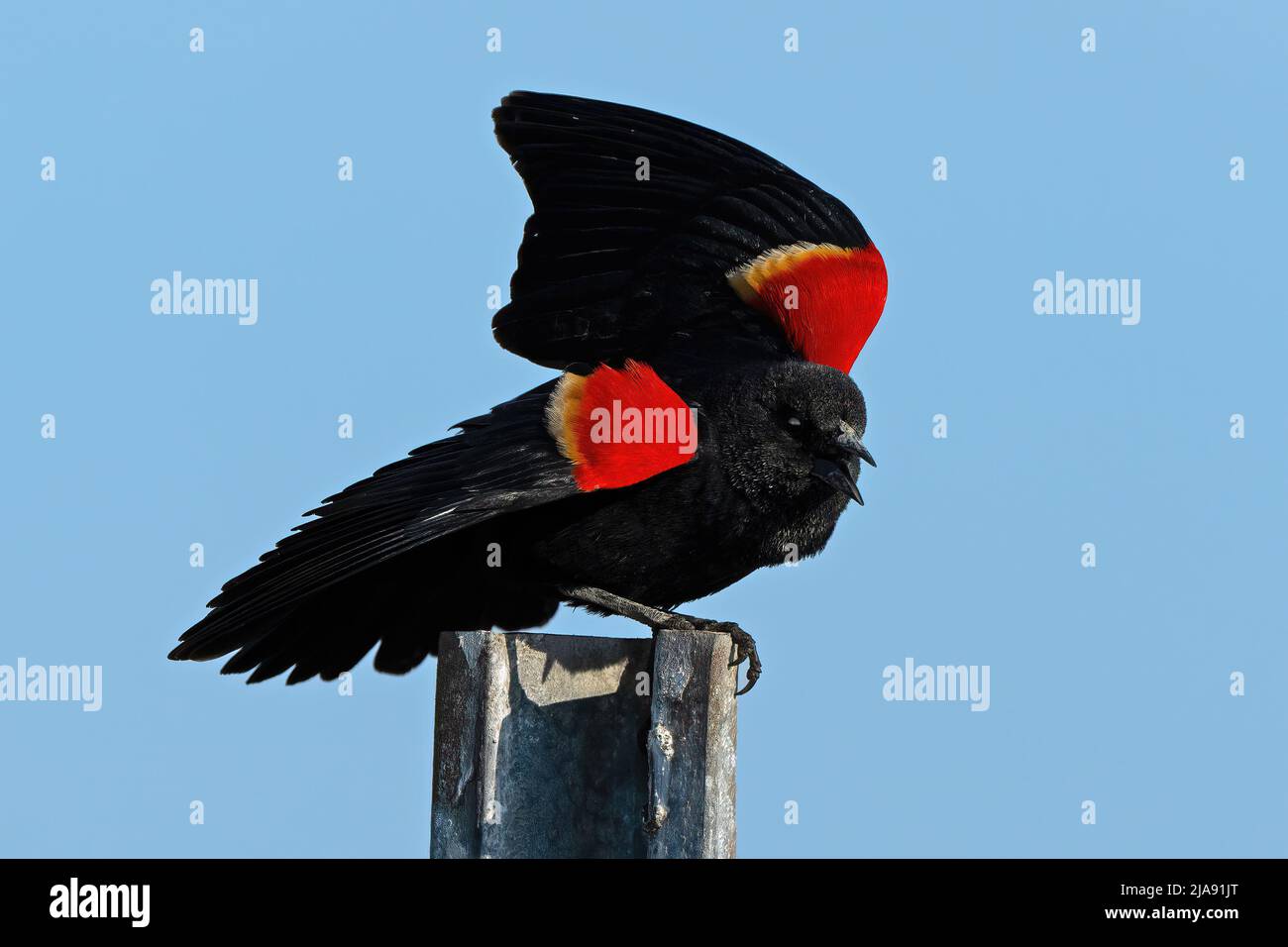 A Red-winged Blackbird Standing on Fence Post Stock Photo