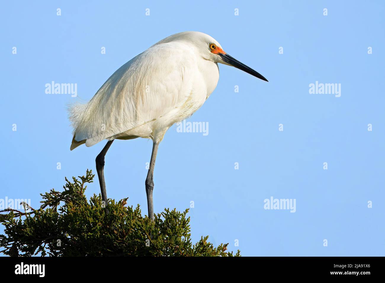 Snowy Egret Standing in a Tree Top Stock Photo