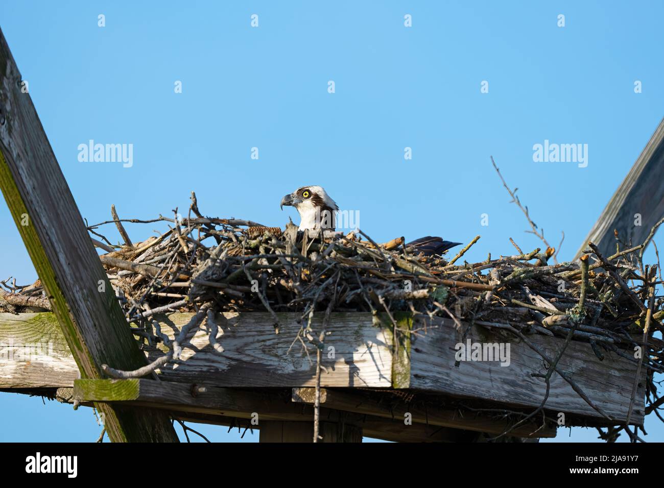 Female Osprey in Nest On Top of Eggs Stock Photo
