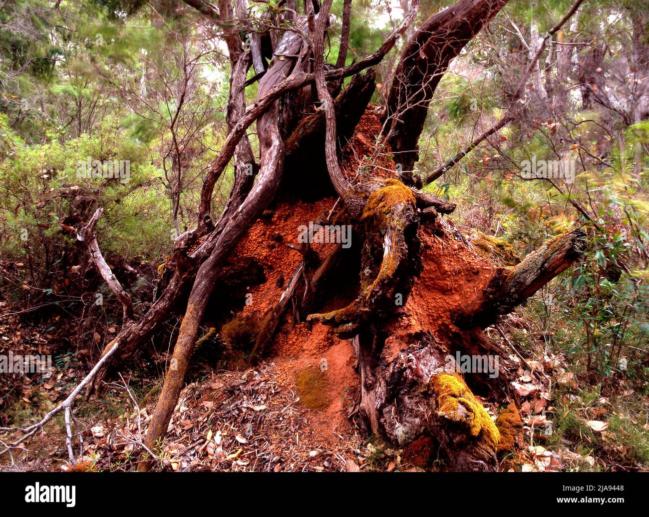 Old eucalyptus tree root system,  Southwest Australia Stock Photo
