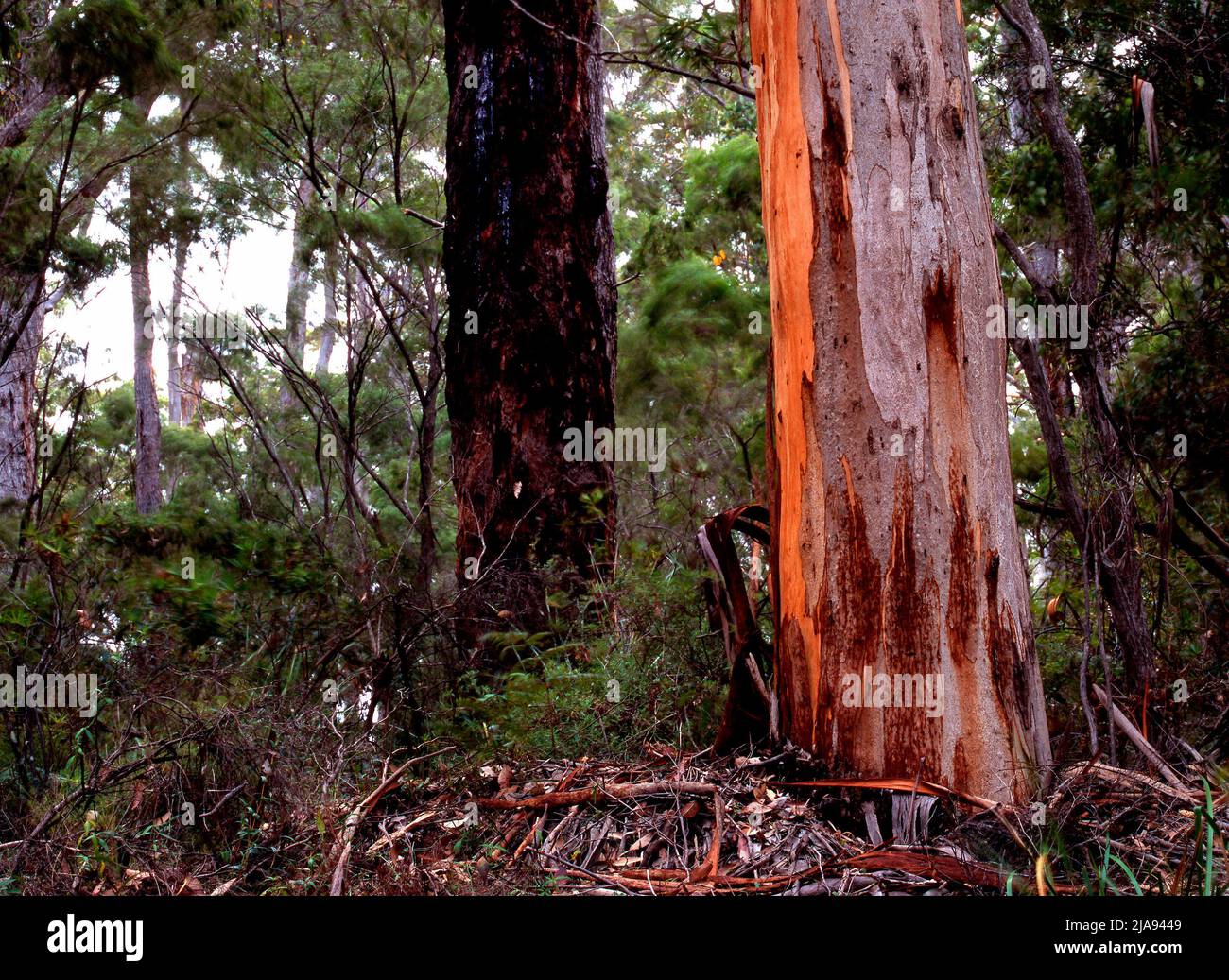 Eucalyptus Karri Tree,  Southwest Australia Stock Photo