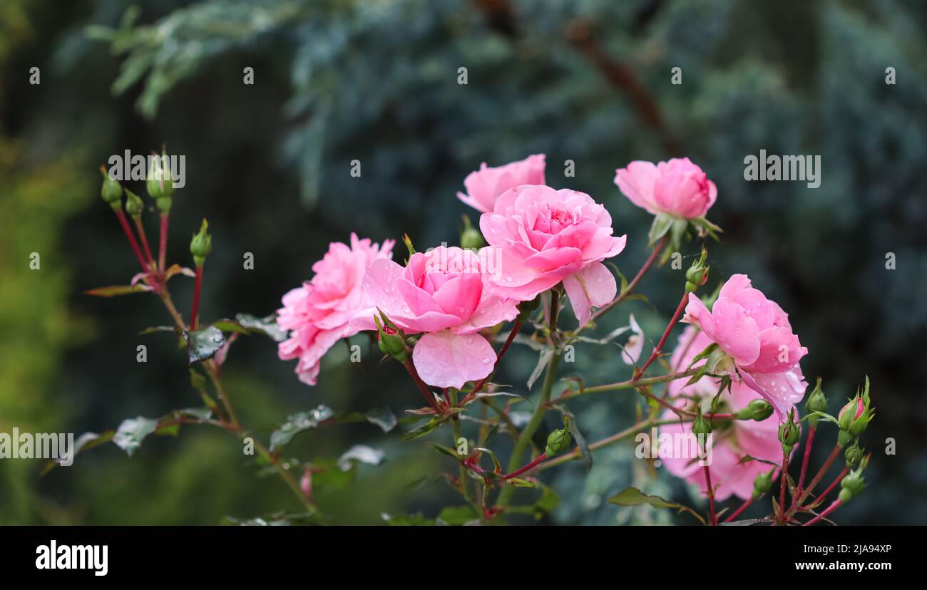 Beautiful pink roses with dew drops in the garden. Ideal for background ...