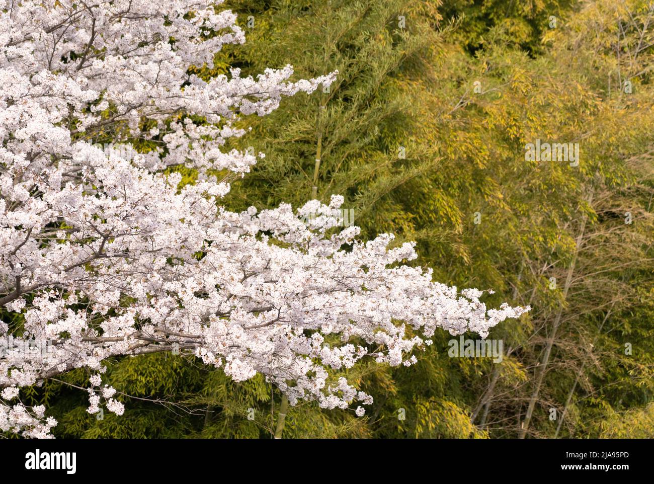 Cherry blossom on the streets, Iwakuni, Yamaguchi Prefecture, Western Honshu, Japan Stock Photo