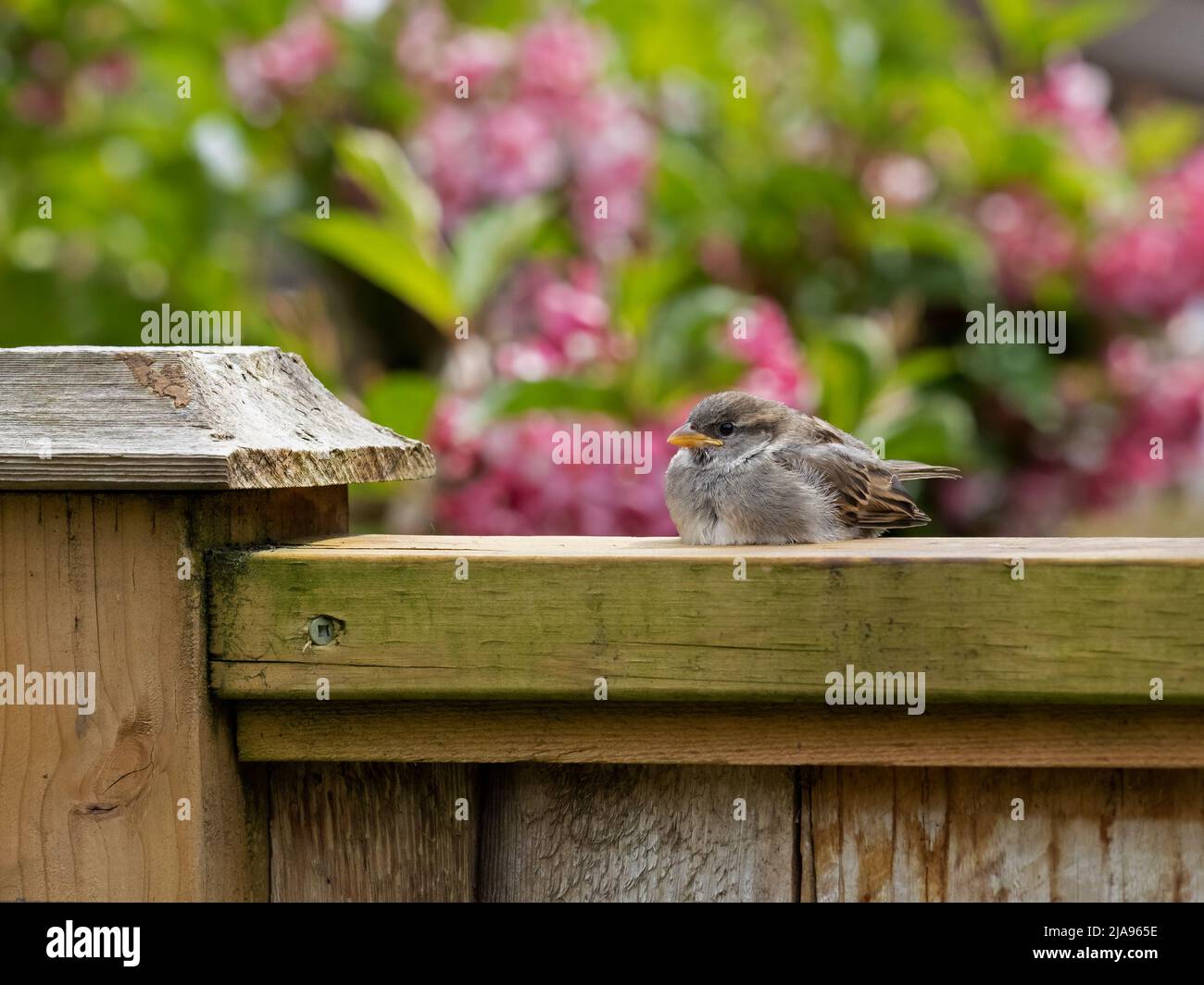 juvenile house sparrow (Passer domesticus) resting on top of a fence board waiting for its parents to return with food Stock Photo
