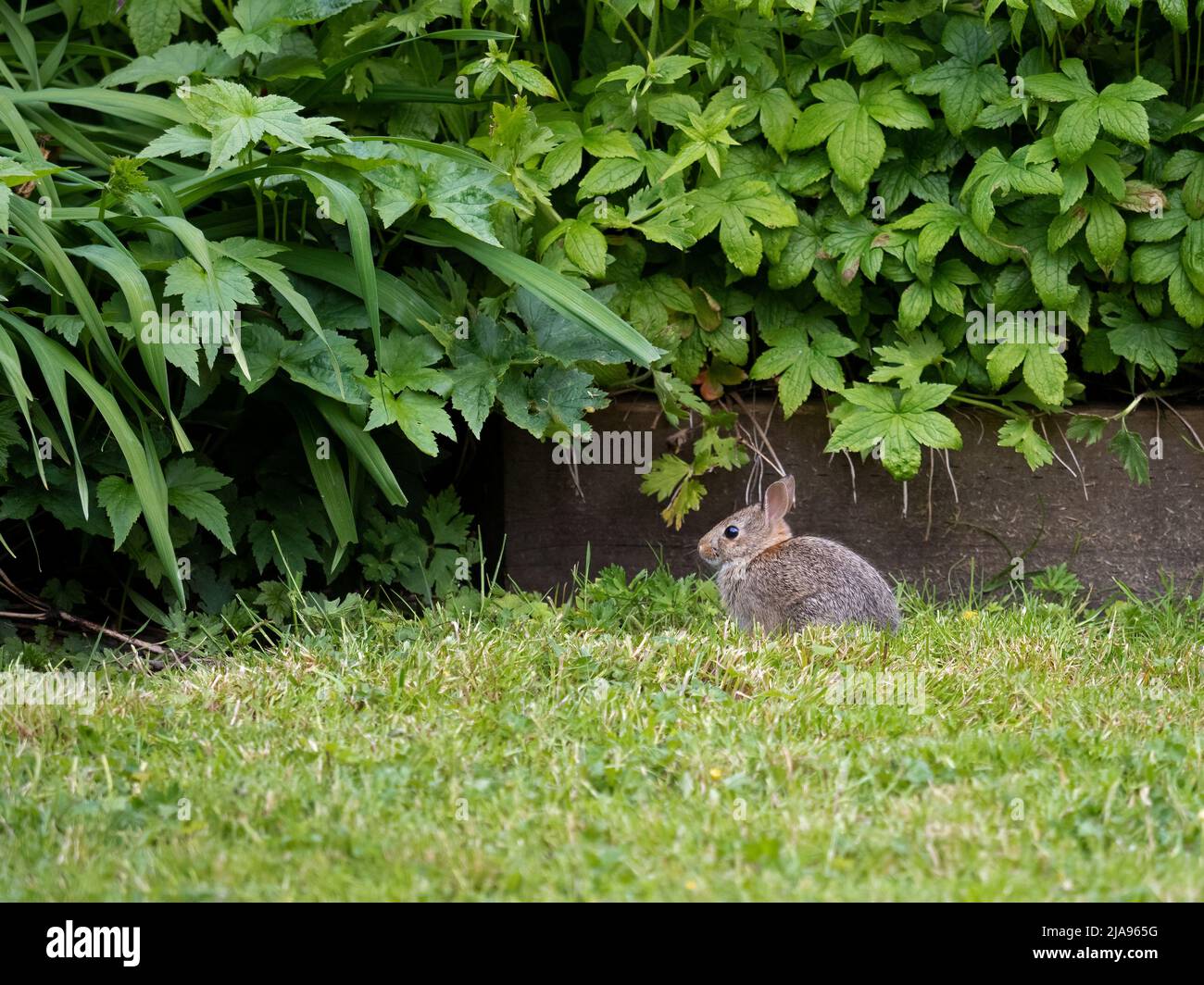adorable juvenile cottontail rabbit, Sylvilagus floridanus, resting on the lawn of a garden. The eastern cottontail is the most common wild rabbit spe Stock Photo