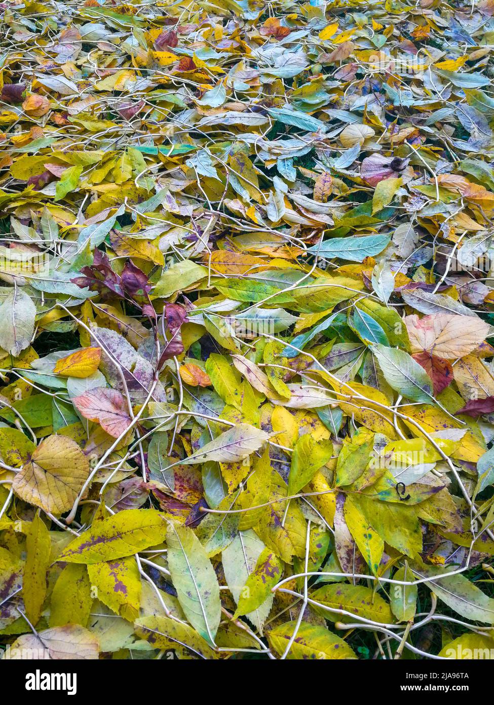 Colorful autumn leaves on the floor. Stock Photo