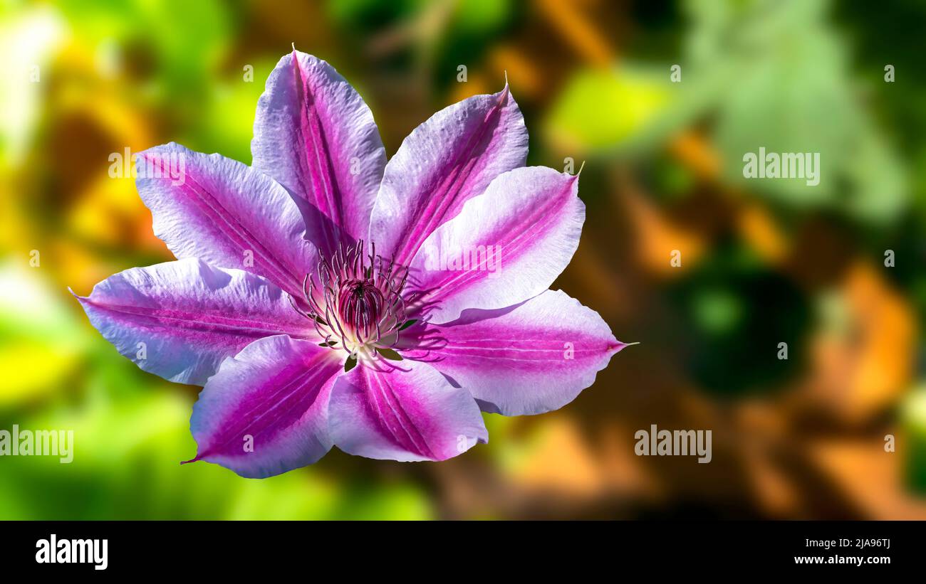 Pink clematis flower isolated against background. Stock Photo