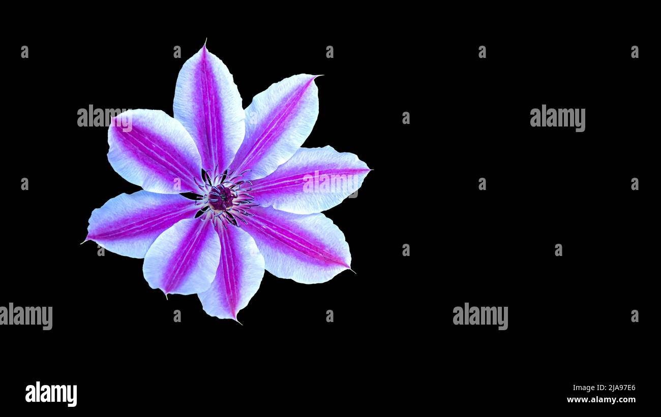 Pink clematis flower isolated, black background. Stock Photo