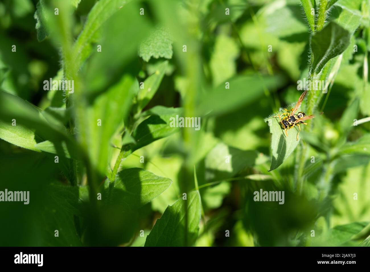 Wasp in the grass. Wasp close-up on a green grassy background on a sunny spring day. A series of shots of a wasp. Stock Photo