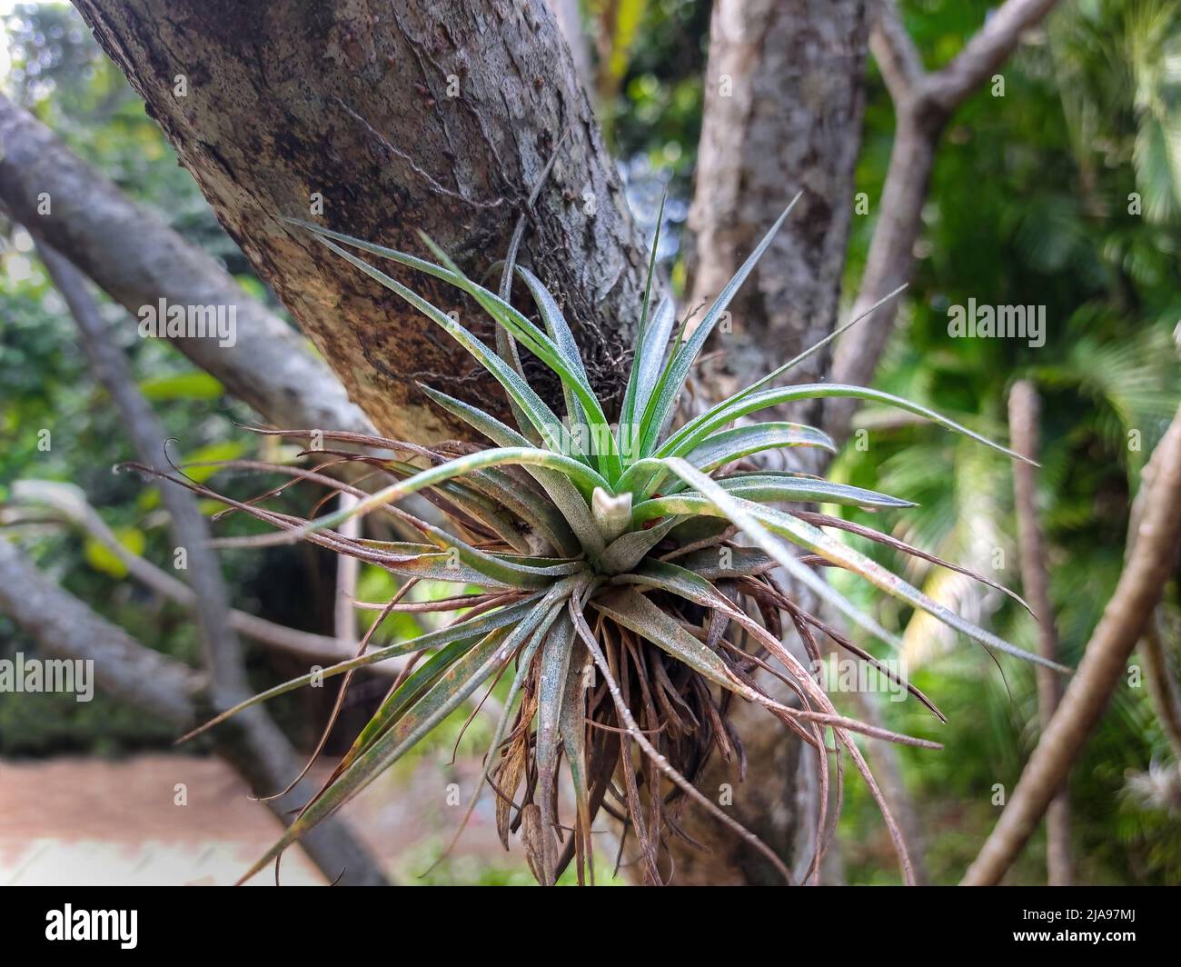 Epiphyte ride on plants in the rainforest Stock Photo