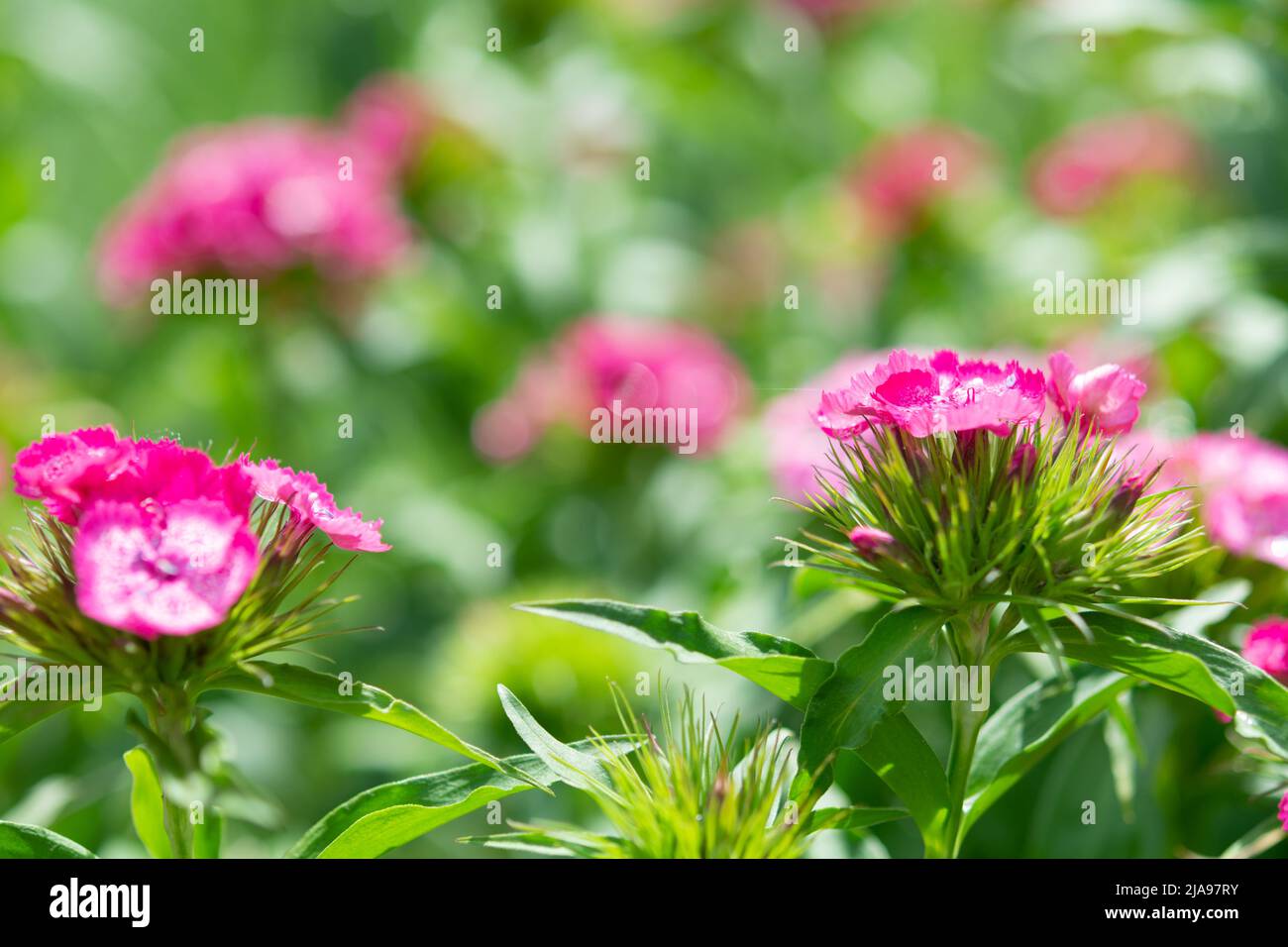 Flower Macro photography of Dianthus chinensis (China Pink). Beautiful pink flowers of the carnation family on a green background on a sunny spring da Stock Photo
