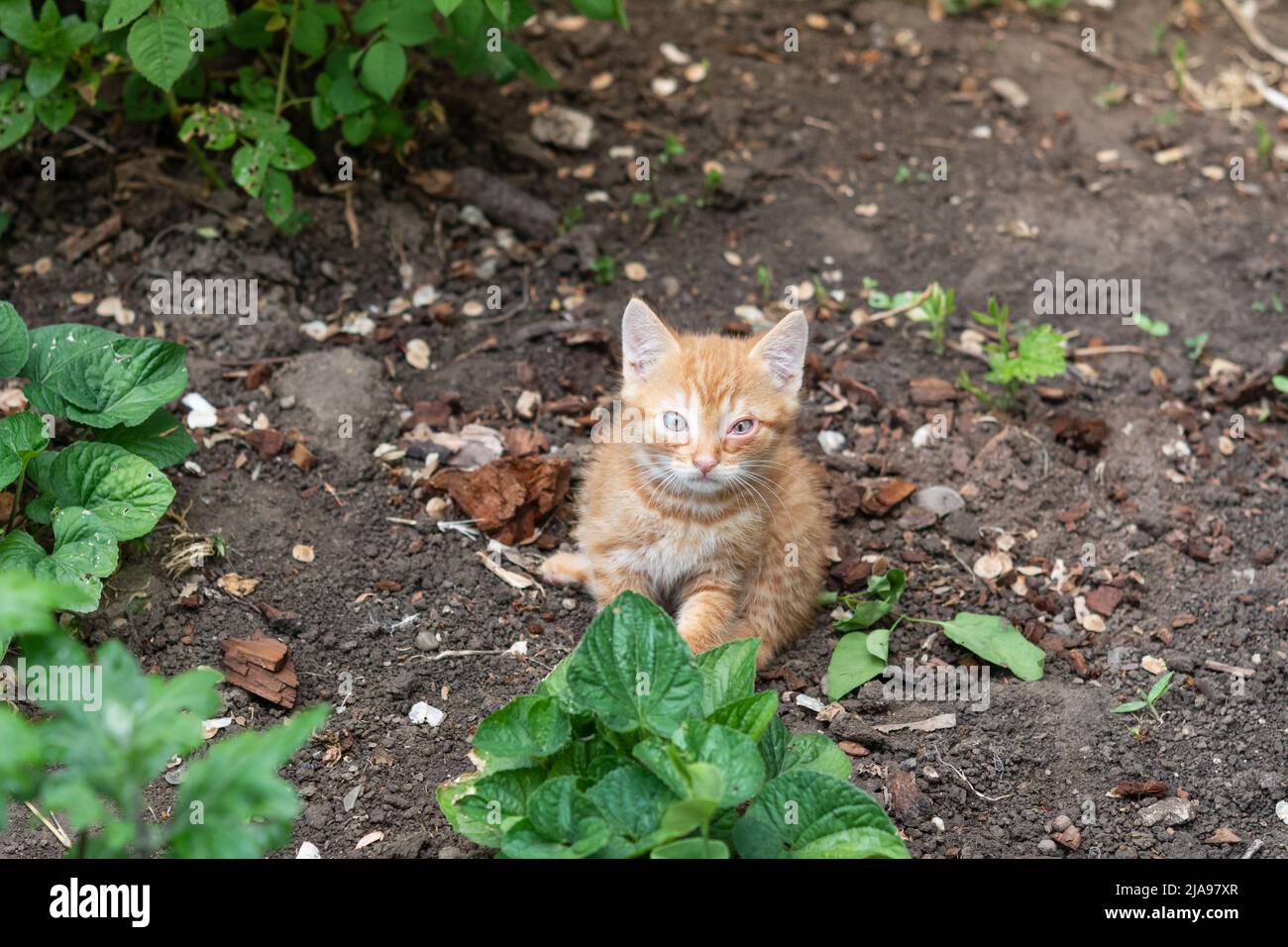 Kitten eye disease. Little red kitten with eye disease. Kitten sits on the ground among the green grass Stock Photo