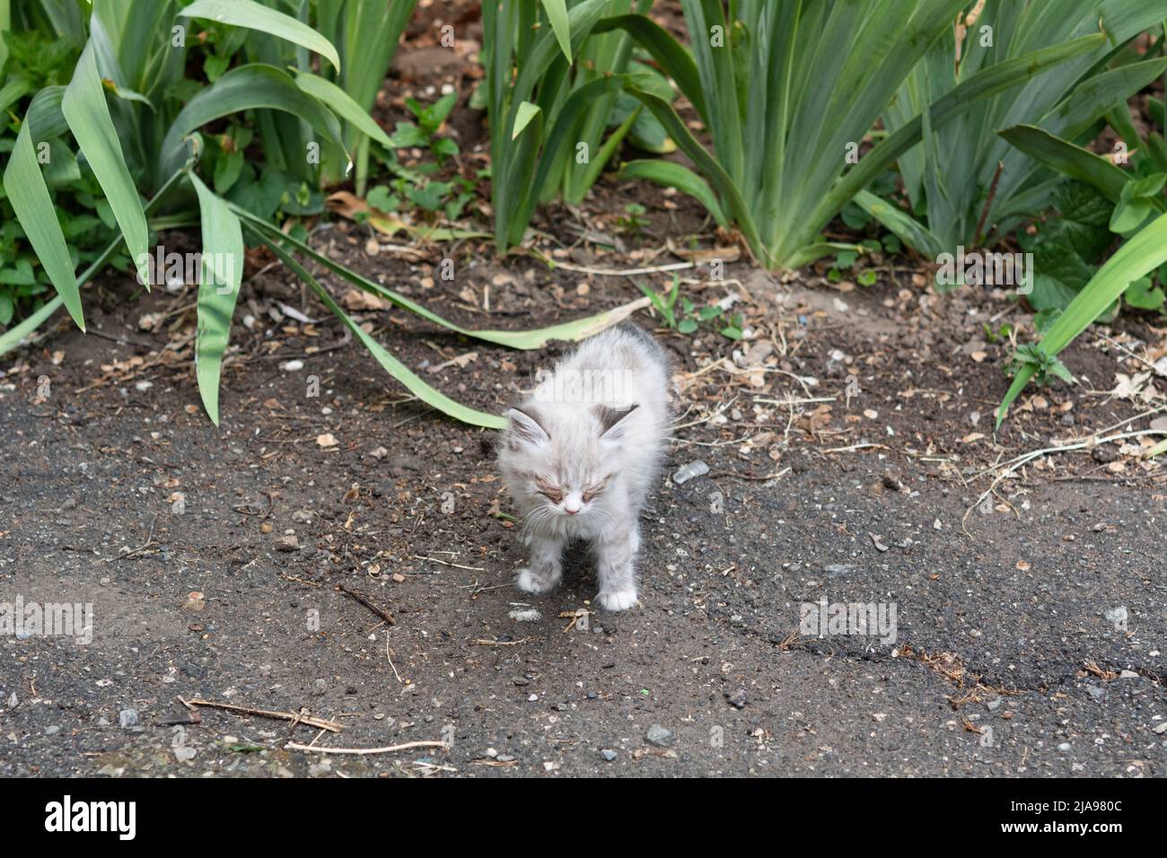 Kitten eye disease. Small gray and white kitten with eye disease. Kitten sits on the ground among the green grass Stock Photo