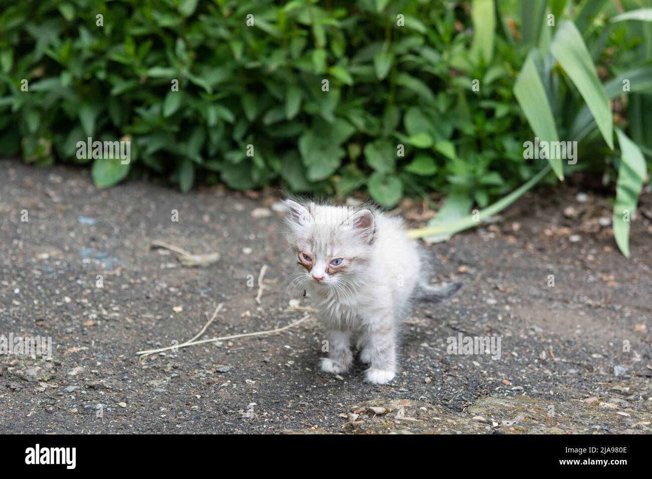 Kitten eye disease. Small gray and white kitten with eye disease. Kitten sits on the ground among the green grass Stock Photo