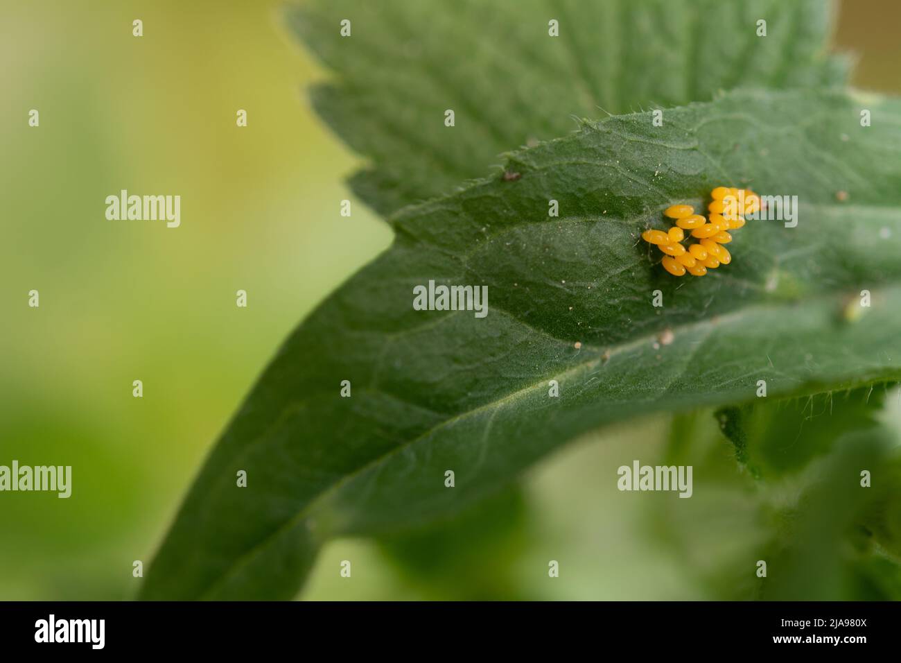 Ladybug eggs attached to a leaf. A batch of yellow ladybug eggs attached to the green leaf