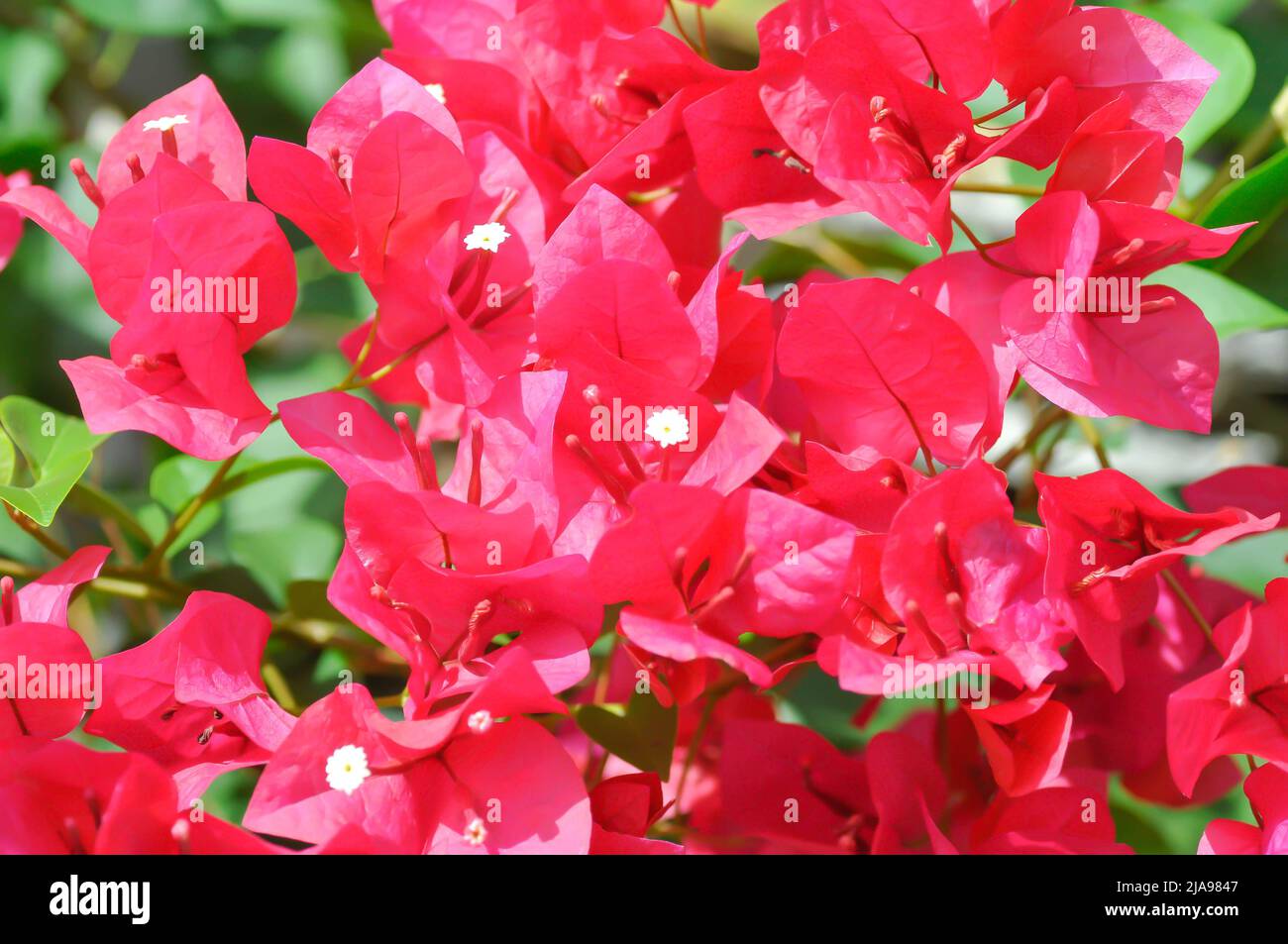 nyctaginaceae or paper flower , red paper flower Stock Photo