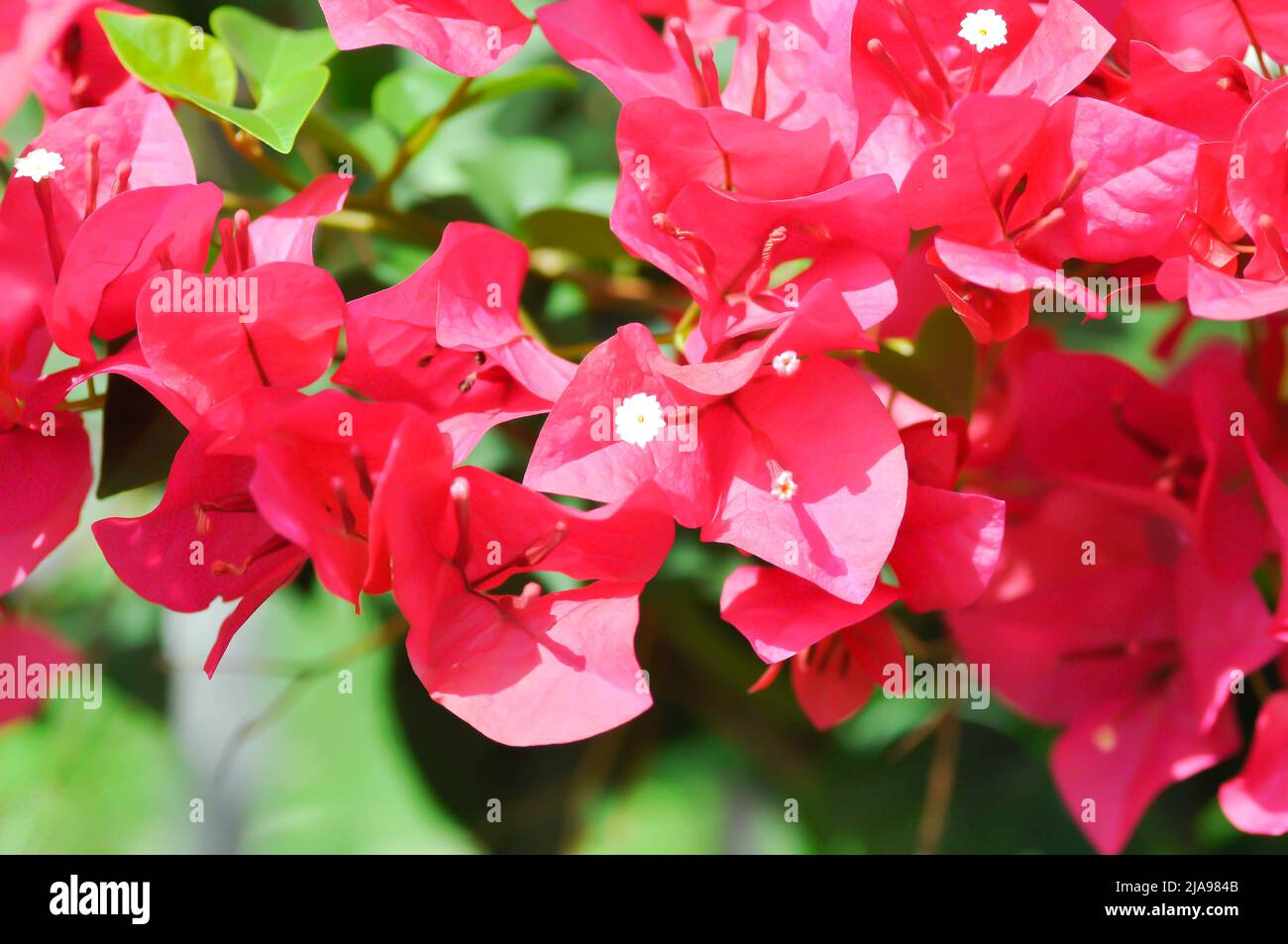 nyctaginaceae or paper flower , red paper flower Stock Photo