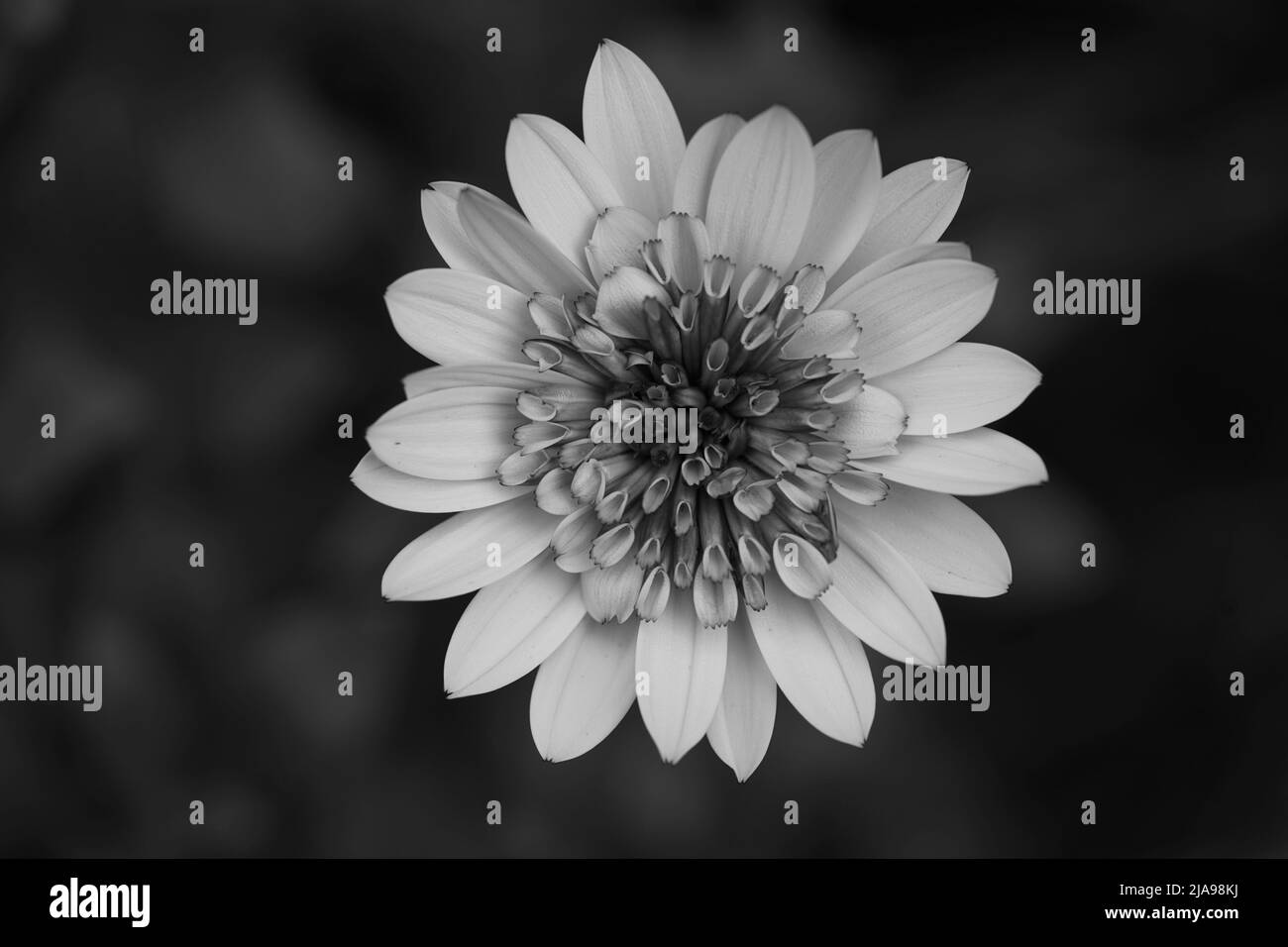 Erigeron flower Black and White Stock Photos & Images - Alamy
