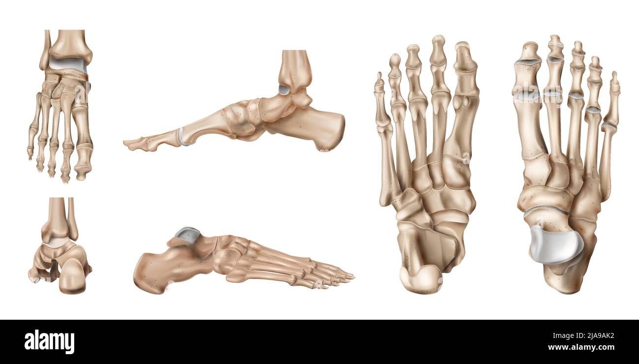 Foot bones Cut Out Stock Images & Pictures - Alamy
