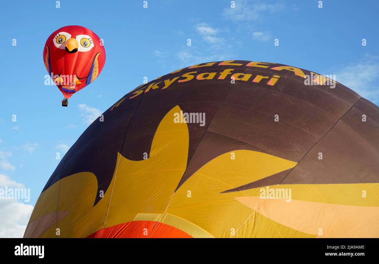 Hot air balloons take part in a mass ascent during the Isle of Wight