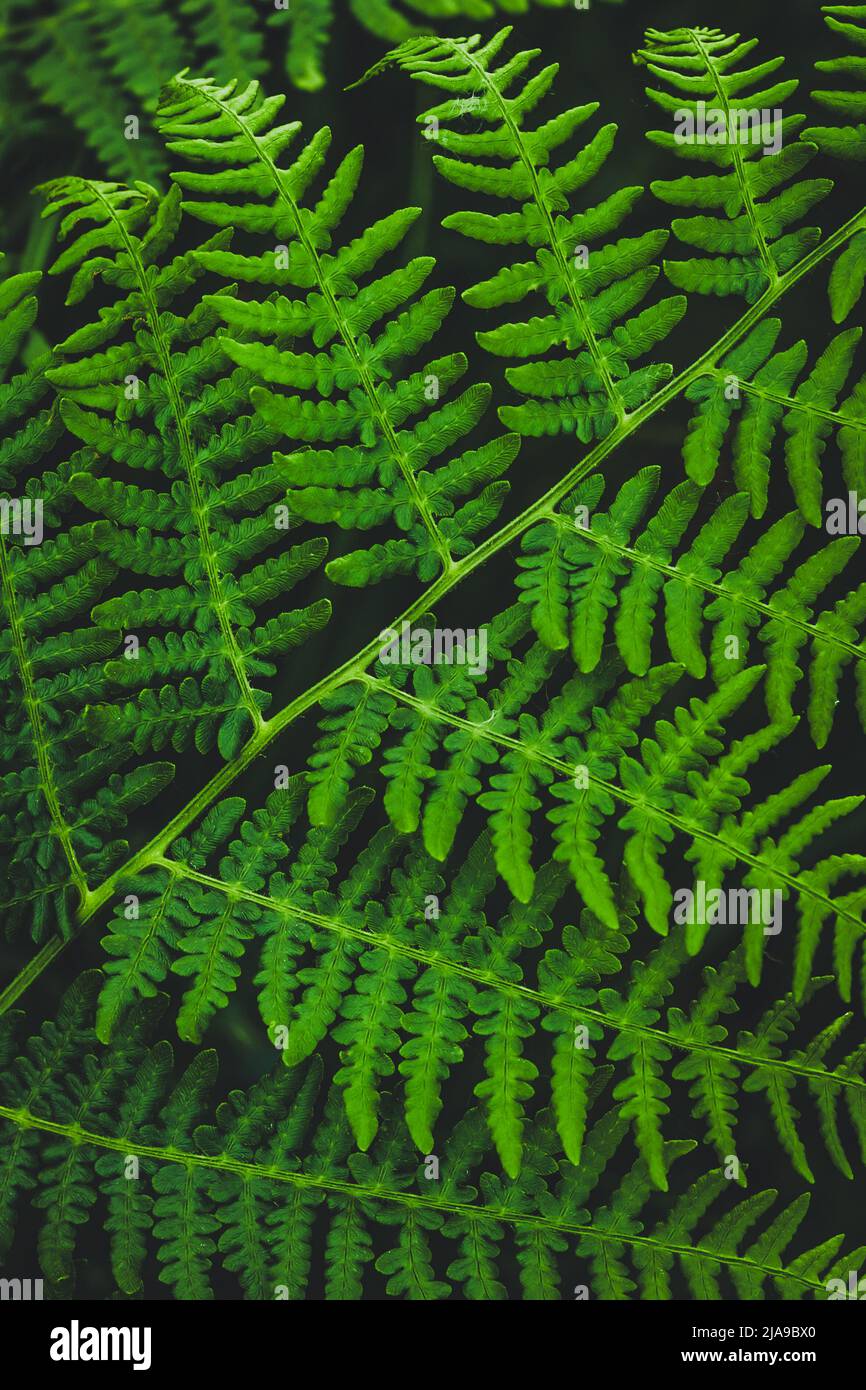 Dark green fern leaves close-up. Natural plants pattern, wallpaper, backgrounds. Greenery texture, nature landscape Stock Photo
