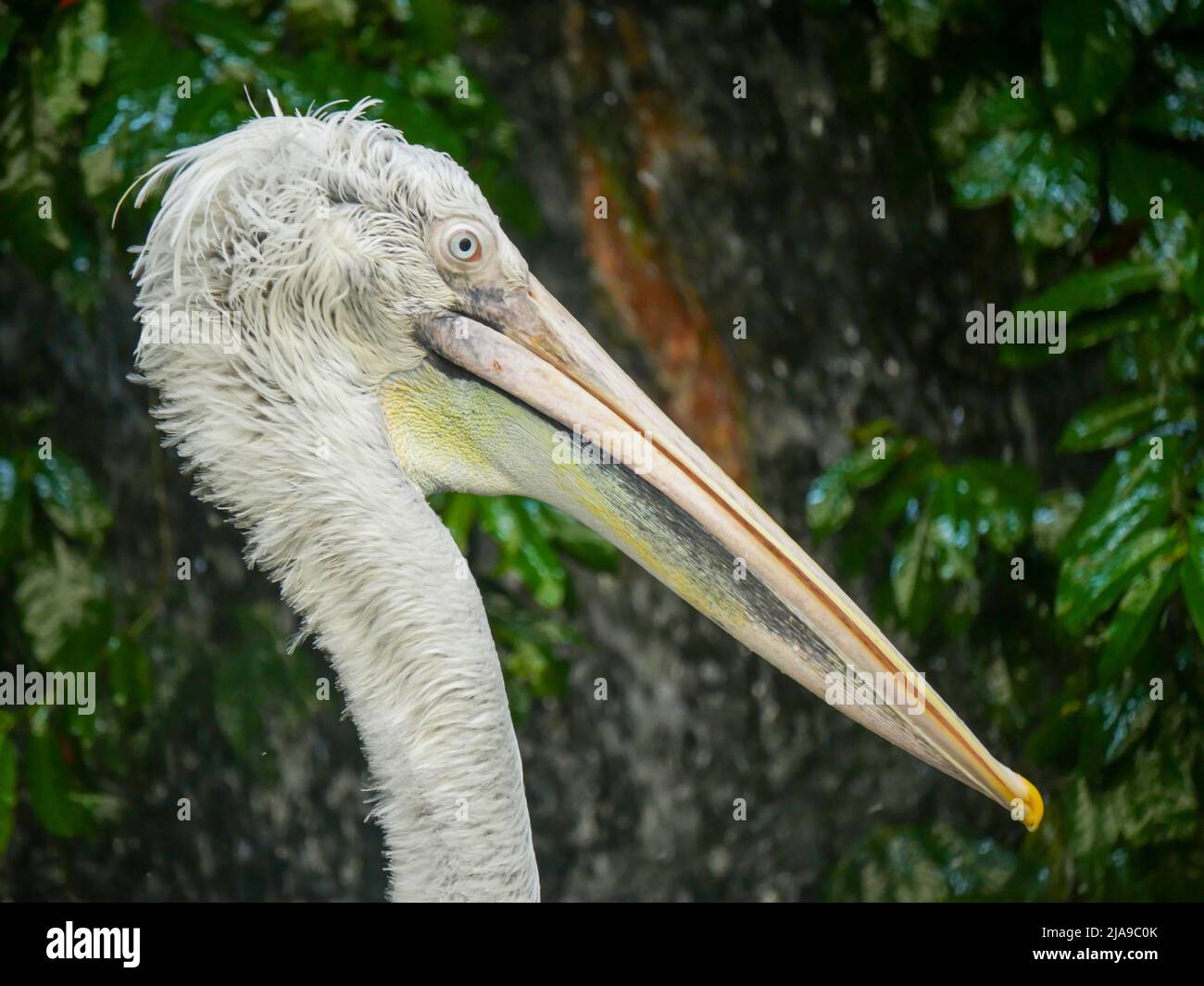 Pelican, Big water birds close up picture. pelicans are characterized by a long beak and a large throat pouch. Stock Photo