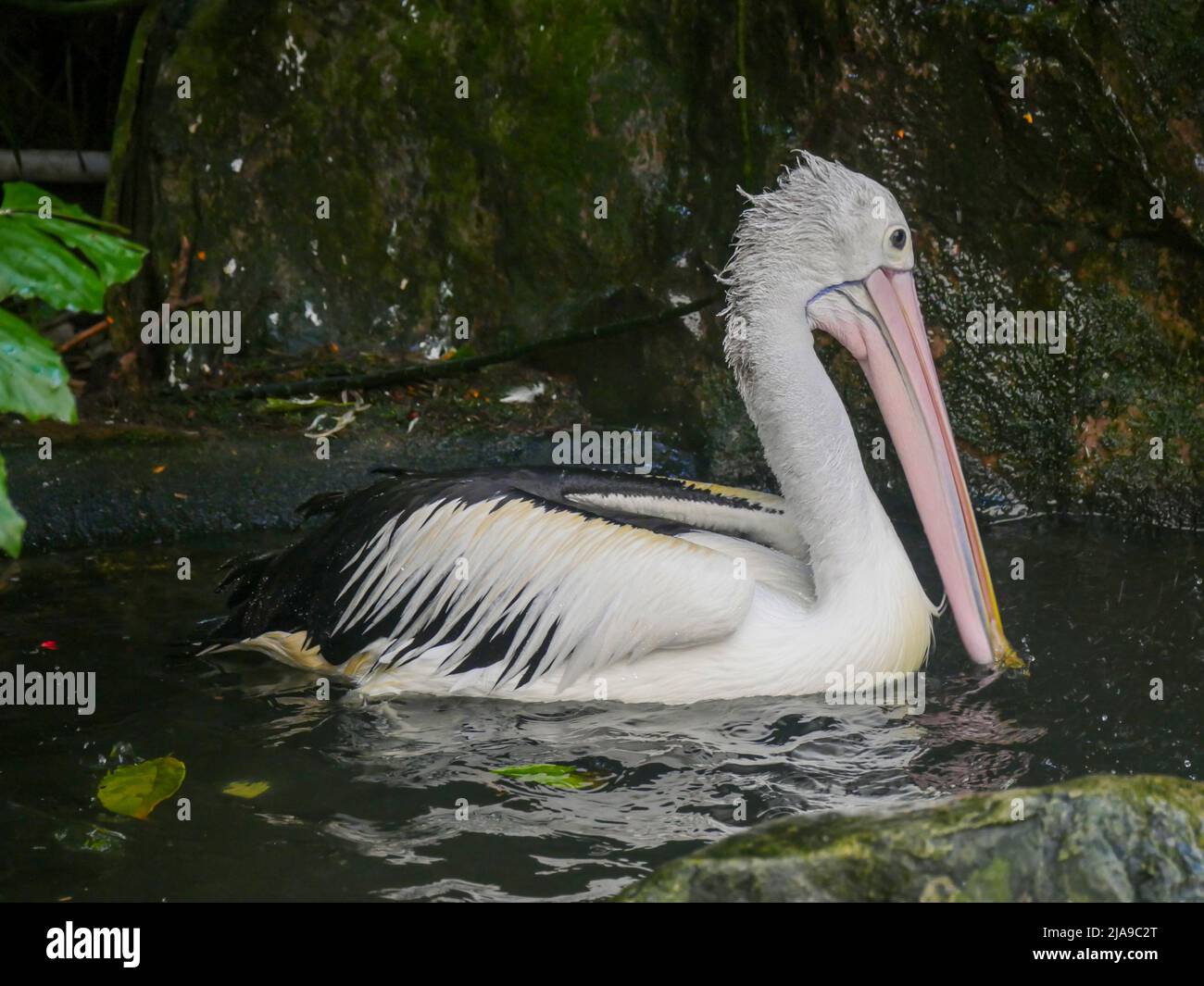 Pelican, Large water birds swimming in Water pond Stock Photo