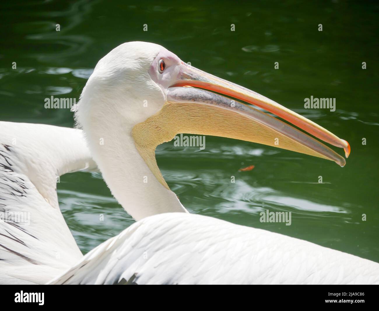 Pelican, Big water birds close up picture. pelicans are characterized by a long beak and a large throat pouch. Stock Photo