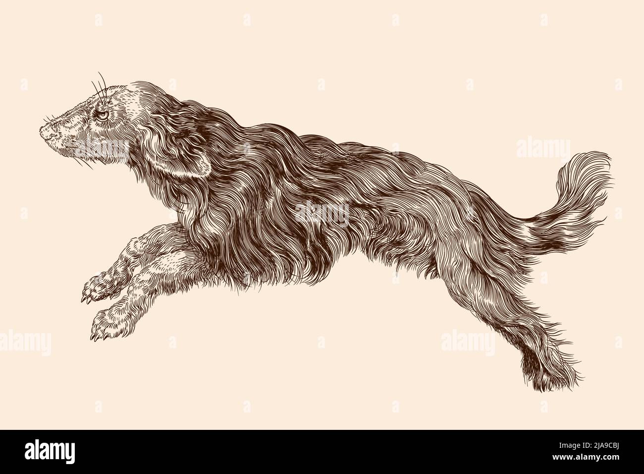 Shaggy dog with long hair in a jump. Vector illustration isolated on a beige background. Stock Vector