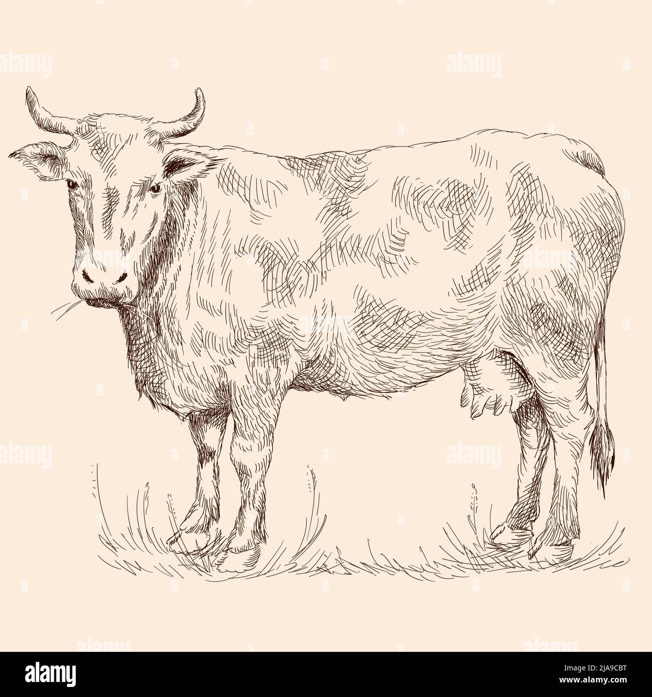 Cow With Calf Pencil Drawing