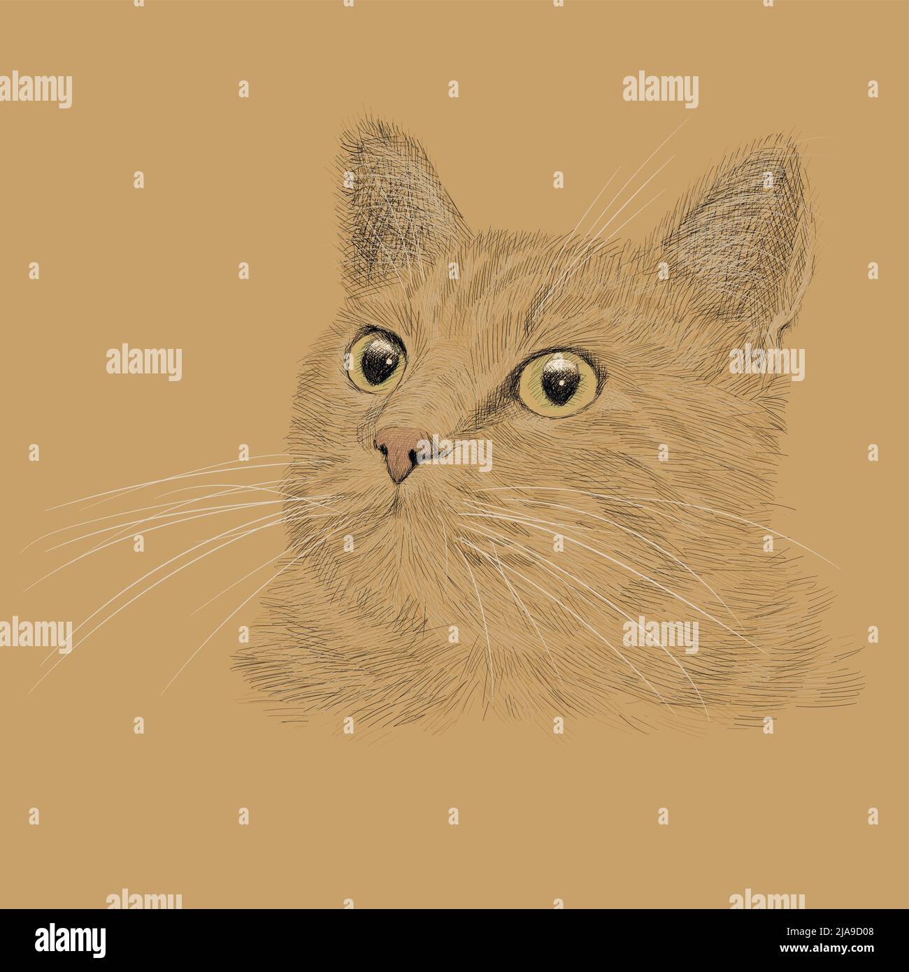 The head of a red cat with a mustache. Pencil hand drawing sketch on ...