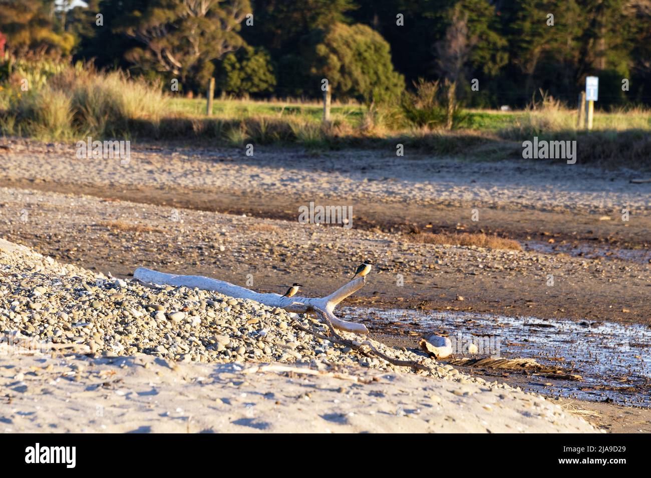 Two kingfishers are sitting on driftwood at the beach. They're waiting for the crabs to come out of their holes in the tidal mud so they can feed on t Stock Photo