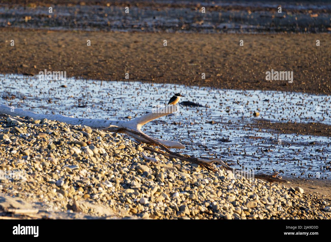 A kingfisher sits on driftwood overlooking the tidal zone. Snails are in the mud in the background. Stock Photo