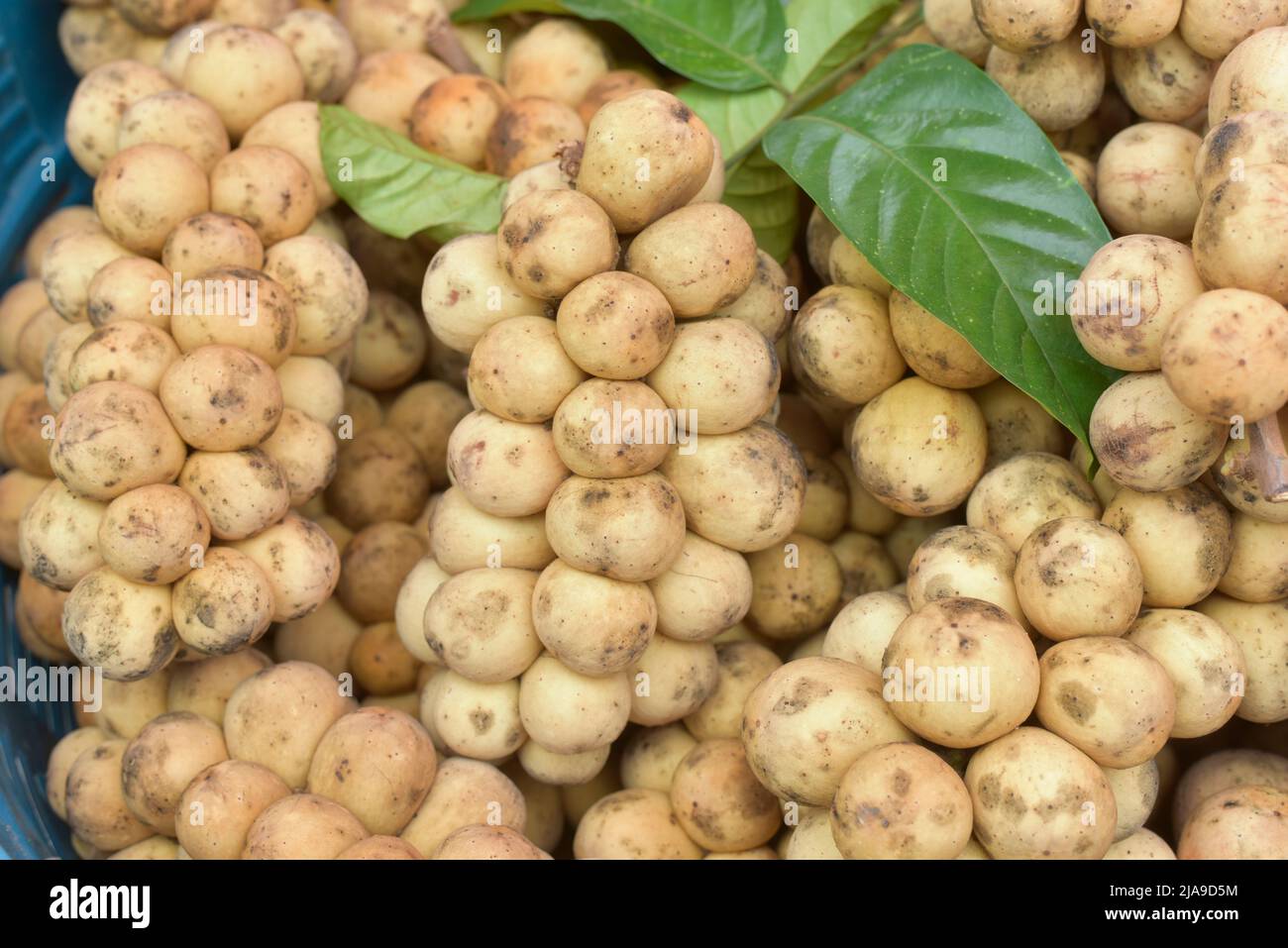 Lanzones hires stock photography and images Alamy