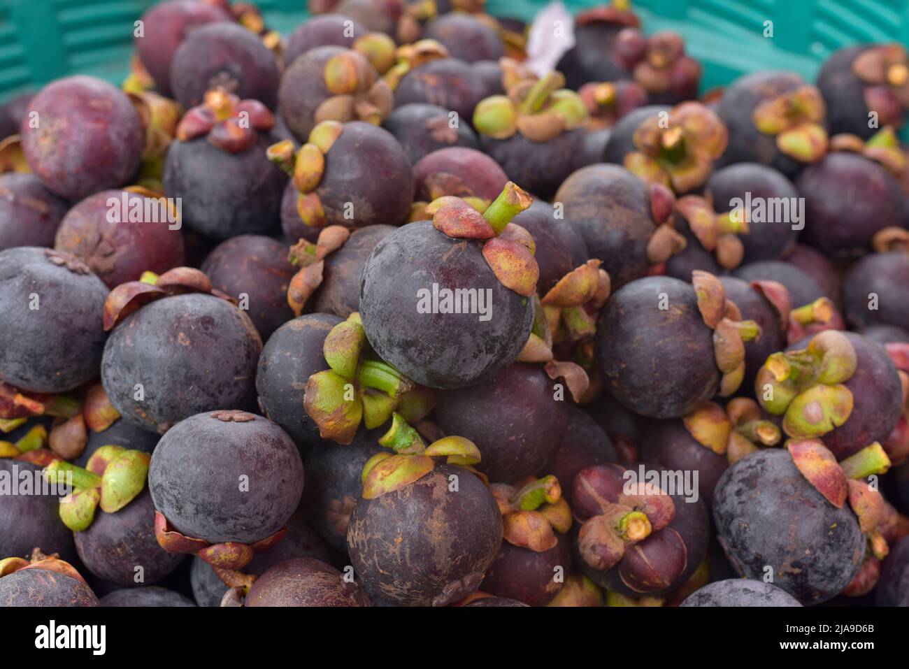 Fresh ripe mangosteen fruits for sale in a supermarket and market at