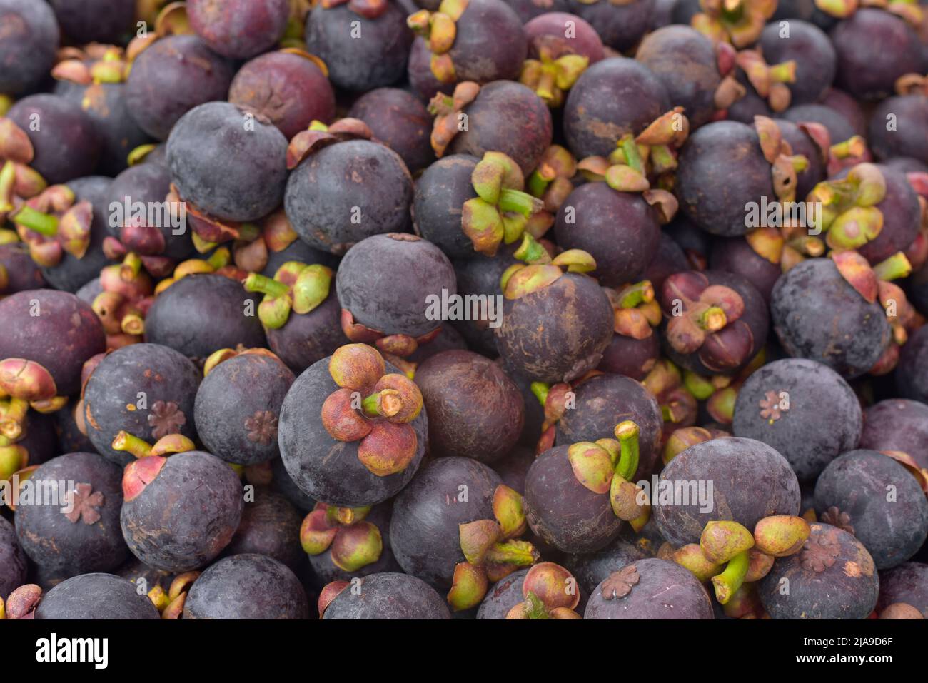 Fresh ripe mangosteen fruits for sale in a supermarket and market at