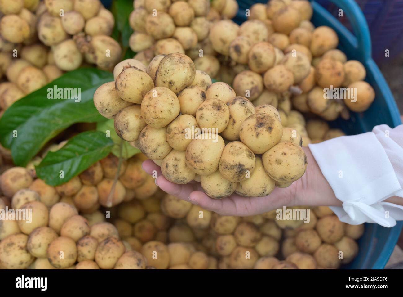 Lanzones hires stock photography and images Alamy