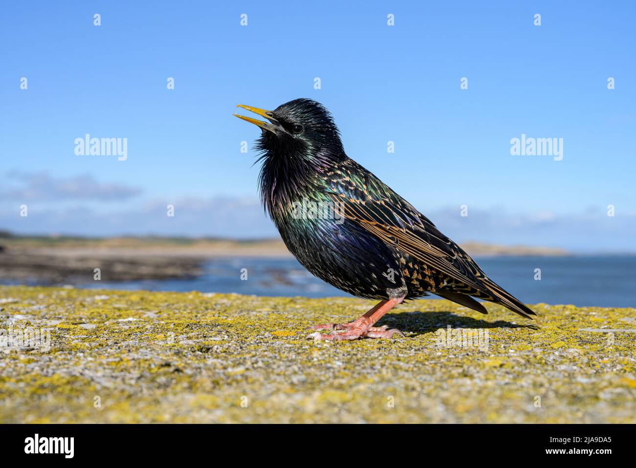 Starling singing Stock Photo