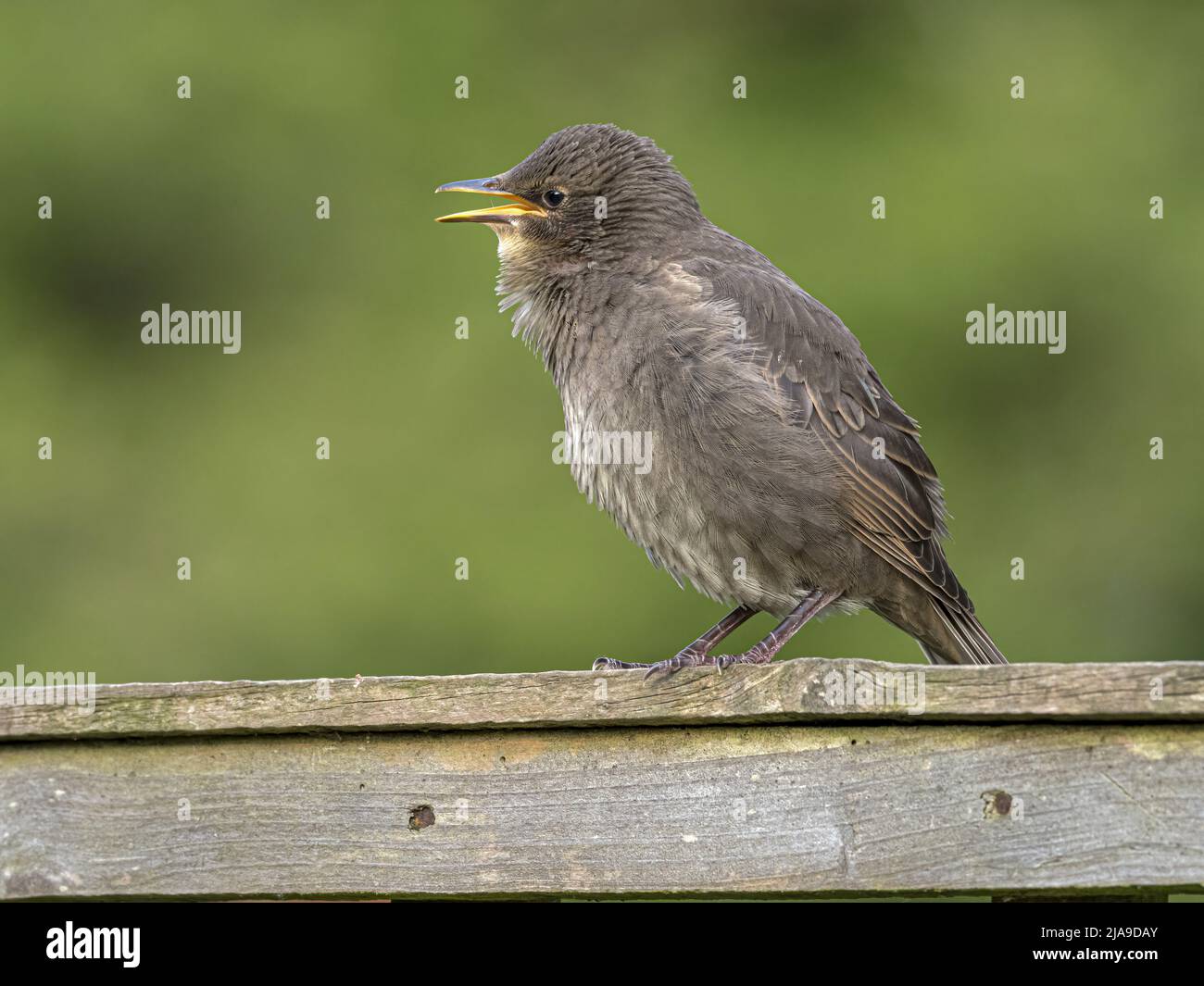 Starling, Sturnus vulgaris, fledgling chick begging  Norfolk, May Stock Photo
