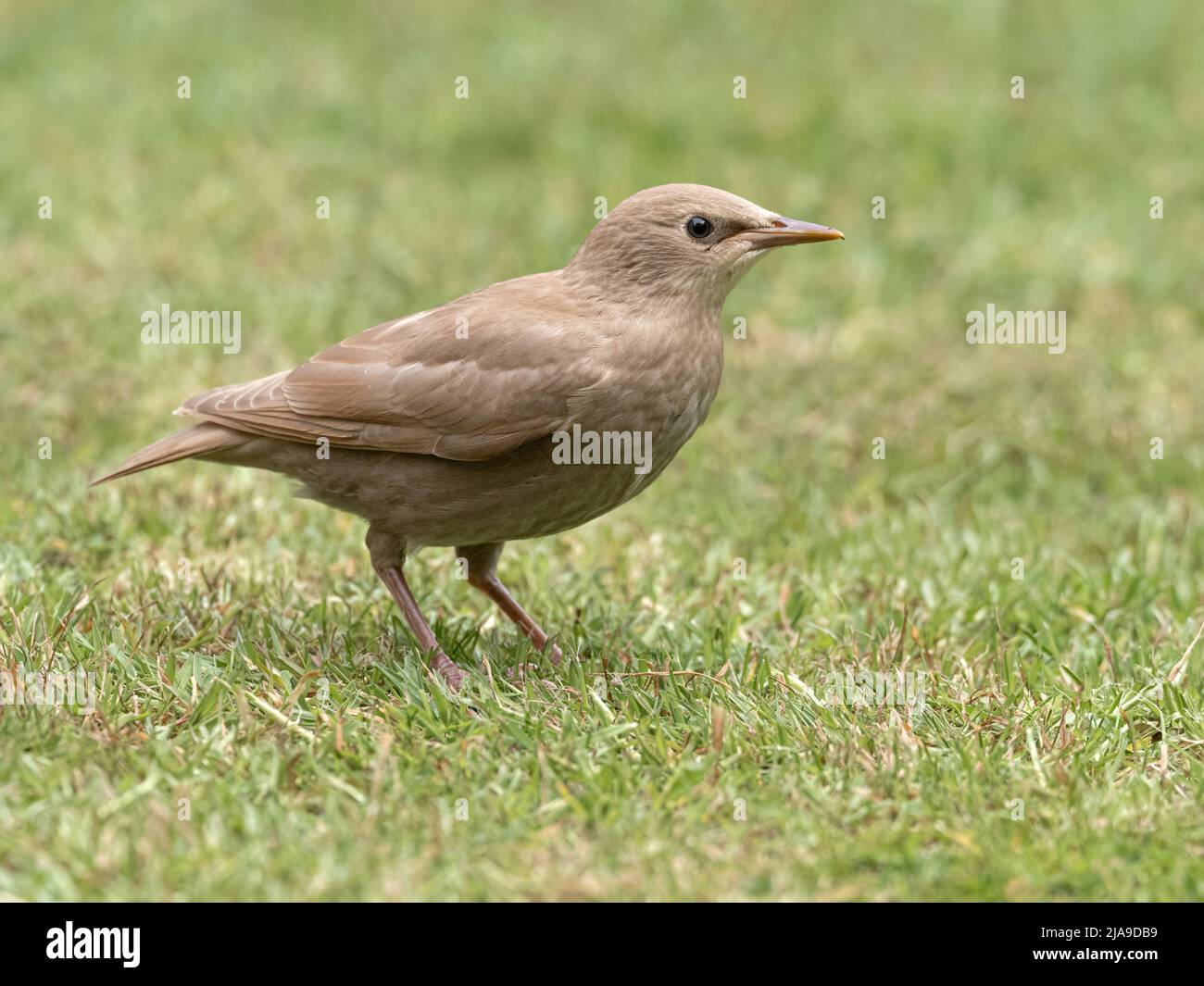 Starling, Sturnus vulgaris, young leucistic bird on a garden lawn  Norfolk  May Stock Photo