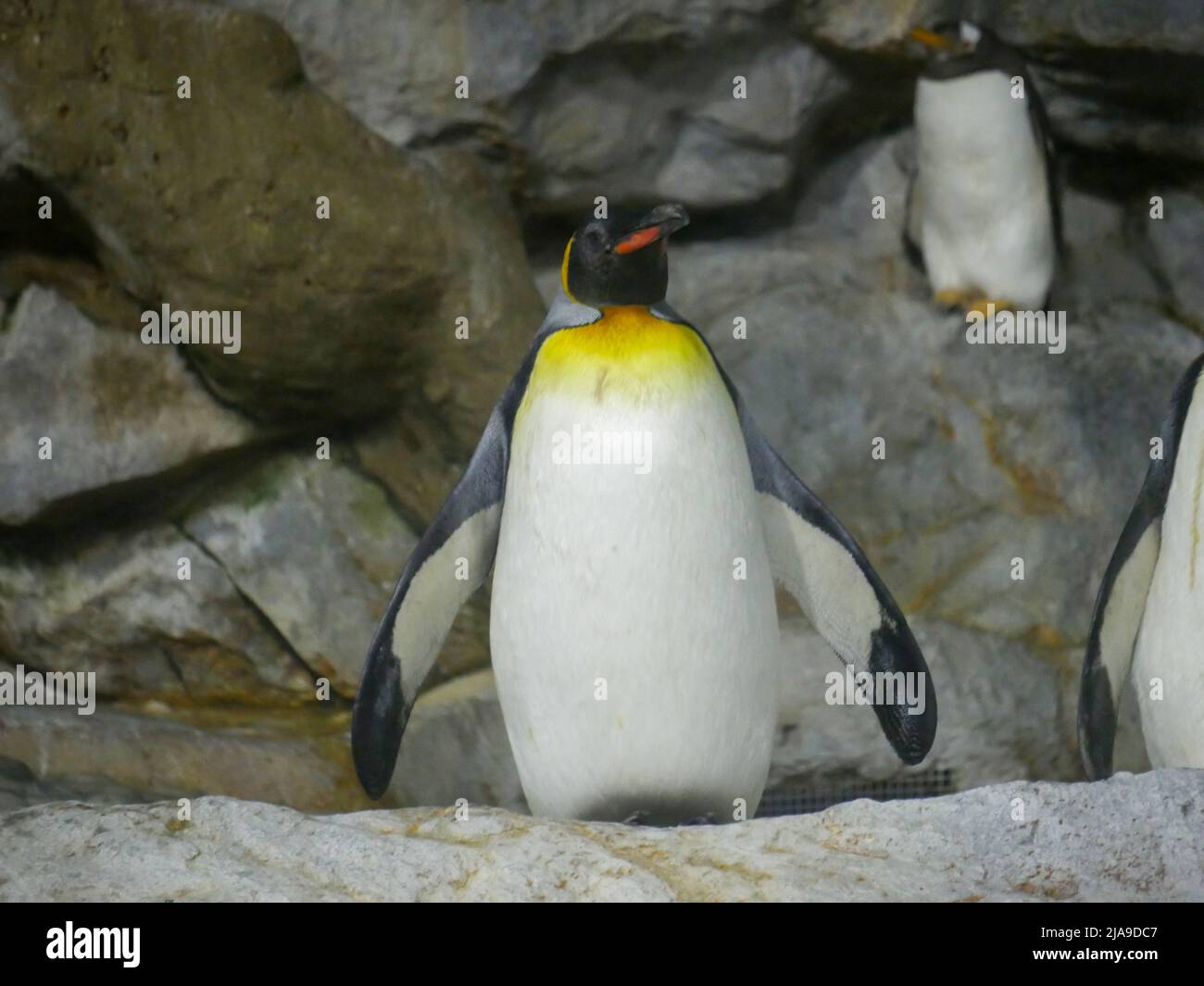 king penguin (Aptenodytes patagonicus) is the second largest species of