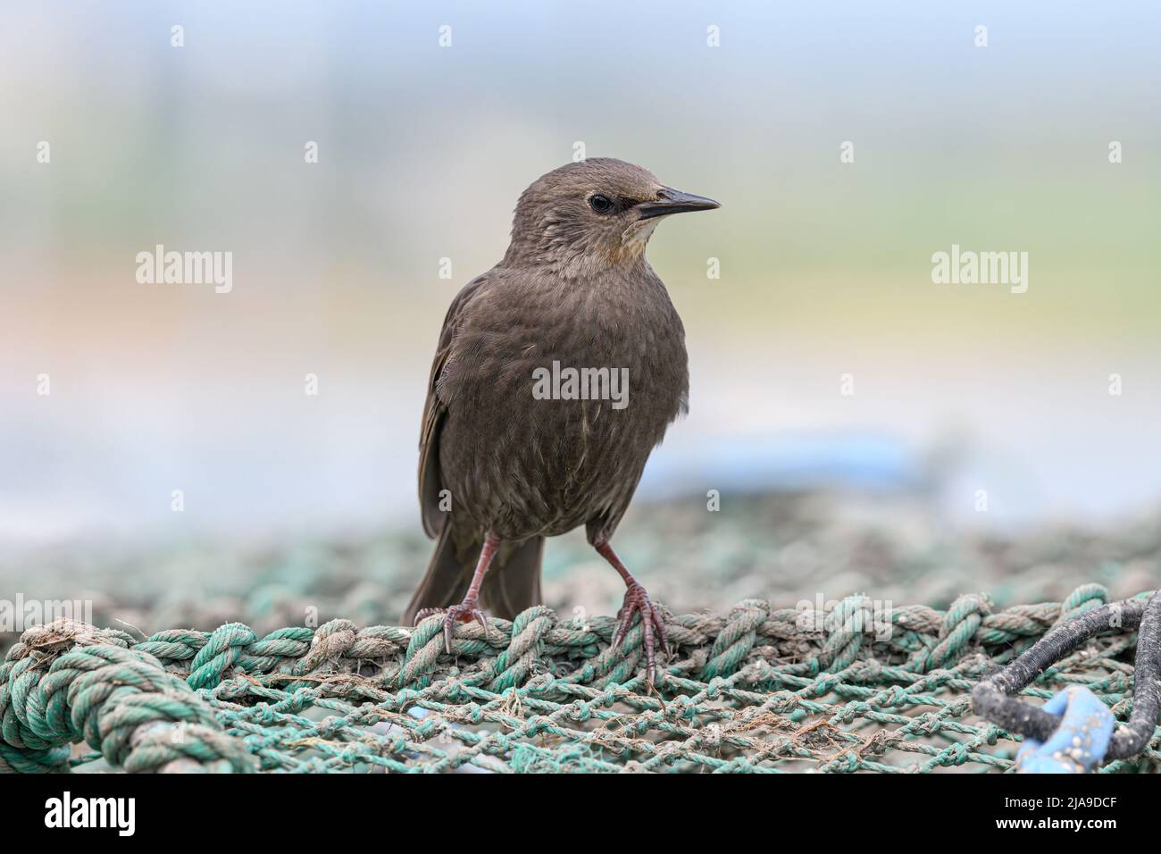 Starling, Sturnus vulgaris, young bird sat on a crab pot  Amble, Northumberland  June Stock Photo