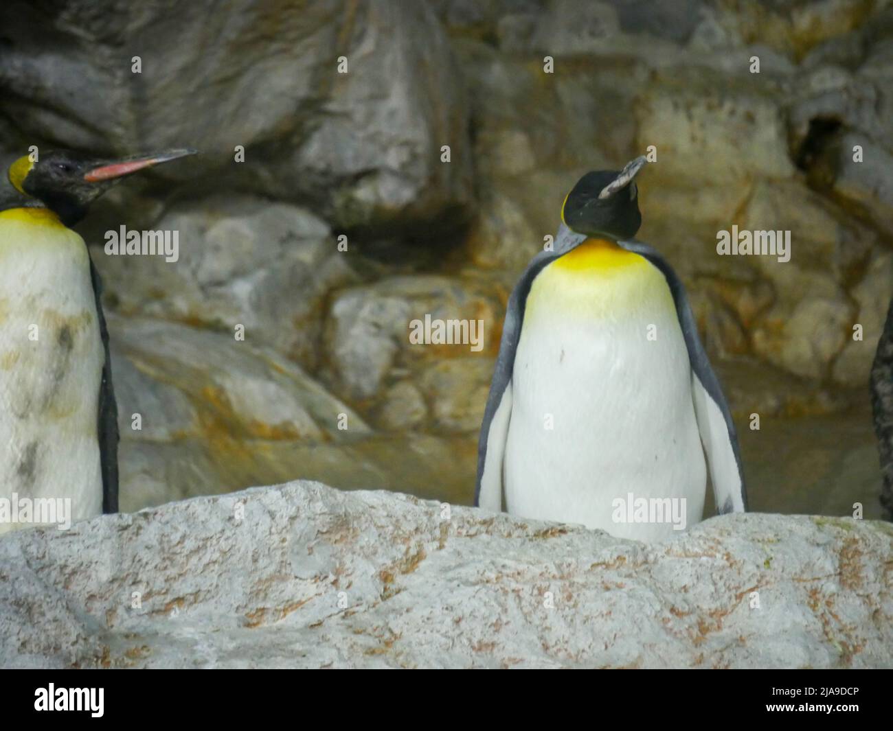 king penguin (Aptenodytes patagonicus) is the second largest species of